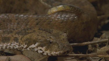 head, body coiled behind