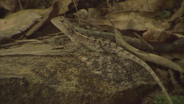 lizard on forest floor