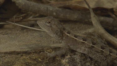 lizard on forest floor