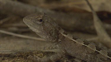 lizard on forest floor