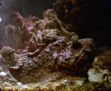 stonefish strikes and catches fish