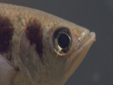 archer fish facing camera, eye, scales, fin
