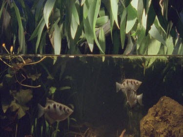 archer fish group swimming under pandanas foliage, water level in view