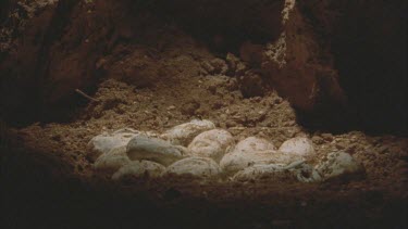 clutch of Taipan eggs in burrow, of juvenile hatching.