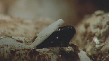 of juvenile Taipan hatching. Side view of egg, Taipan opens operculum, forked tongue sensing. of above