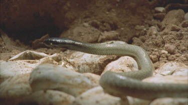 hatches juvenile Taipan on eggs.