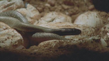 juvenile Taipan head as it emerges from hatches egg.