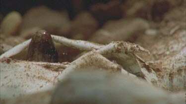 juvenile Taipan head as it emerges from hatches egg.