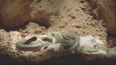 2 juvenile Taipan heads as it emerges from hatches egg.