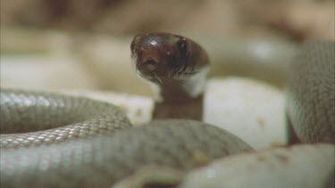 pan between 2 juvenile Taipan heads tongues flicking