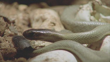 pan between 2 juvenile Taipan heads tongues yawning