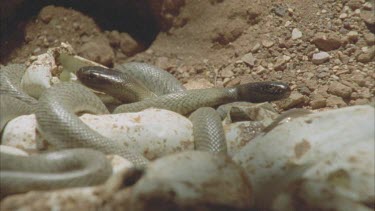 juvenile Taipan clutch together