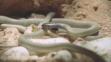 juvenile Taipan clutch together