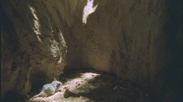 Plains rat in underground burrow