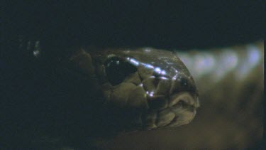 Inland Taipan head and tongue flicking