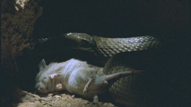 Inland Taipan sensing dead rat which lies in the foreground.