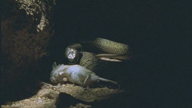 Inland Taipan sensing dead rat which lies in the foreground.