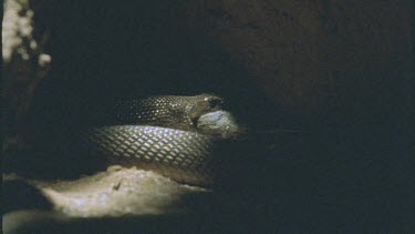 Inland Taipan opens jaw and eats rat