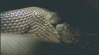 Inland Taipan opens jaw and eats rat