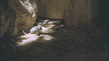 Inland Taipan striking plains rat in burrow, paralyzed rat moves to foreground.