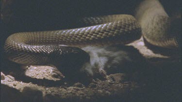 Inland Taipan devouring rat head first.