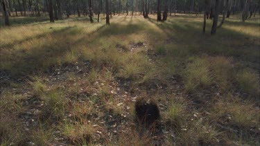 echidna walking in sclerophyll forest, nice afternoon light.