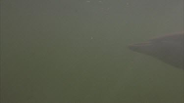 Underwater shots of dolphins. swimming. water quite murky. Sunlight filtering through.