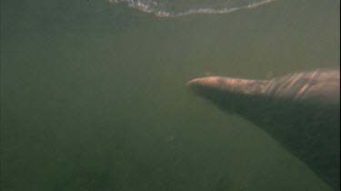 Underwater quite murky. Dolphins comes right to lens reveals teeth and grabs fish