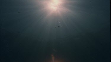 sun burst through water surface dolphin swim through shot silhouette
