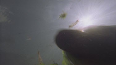 dolphin swimming over camera, sun overhead. Catching fish. Dolphins approaching camera