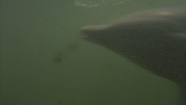 dolphin swimming close to seabed.