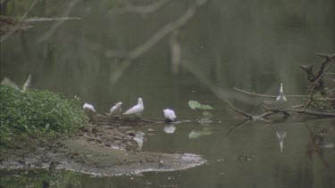 flock of cockatoos drinking at river