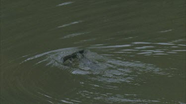 cormorant surface with fish in mouth dives and surfaces again