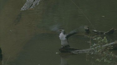 cormorant on log wings drying outstretched shakes tail
