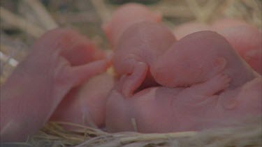 pink pack rat babies in nest, crawling over each other
