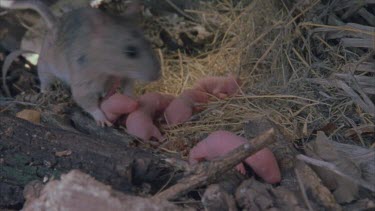 Adult pack rat approaches nest then leaves