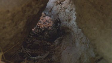 Gila  Monsters face as it looks past camera, tongue flicking in and out.