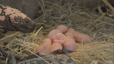 Gila Monster enters burrow, approaches young pack rats nest, grabs one.