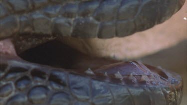 Gila Monster teeth and venom glands