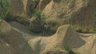 Young female bighorn sheep walking over rocks