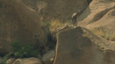 Male bighorn sheep with medium sized horns facing camera, in between rocks. Young female clambers over rocks