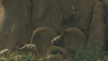 Young bighorn sheep on rocks with herd