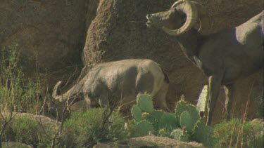 Male behind female, sniffing air for airborne pheromones