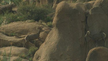 Male behind female, sniffing air for airborne pheromones chasing