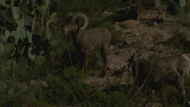 big horn sheep herd on rocky hill