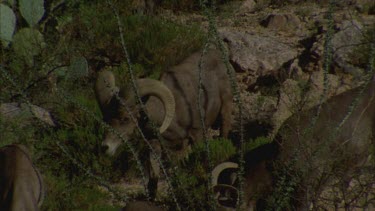 grazing on desert scrub, take fright.