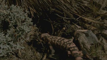 Gila Monster disappearing into nest
