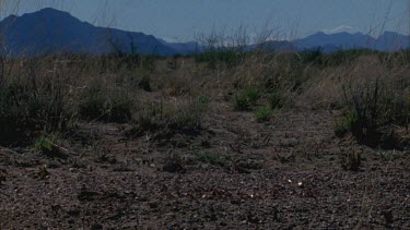 pogo ant nest with desert and mountains in background, ants dispersing