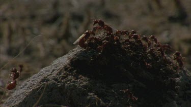 pogo ants on nest mound