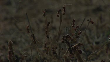 pogo ants on dry grass stalks